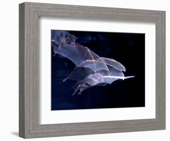 Leaf-nosed Fruit Bat Triple in Flight, Native to South America-David Northcott-Framed Photographic Print