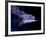 Leaf-nosed Fruit Bat Triple in Flight, Native to South America-David Northcott-Framed Photographic Print