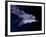 Leaf-nosed Fruit Bat Triple in Flight, Native to South America-David Northcott-Framed Photographic Print