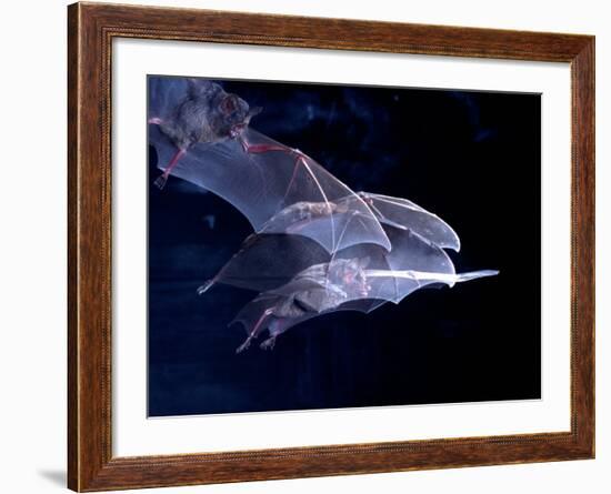 Leaf-nosed Fruit Bat Triple in Flight, Native to South America-David Northcott-Framed Photographic Print