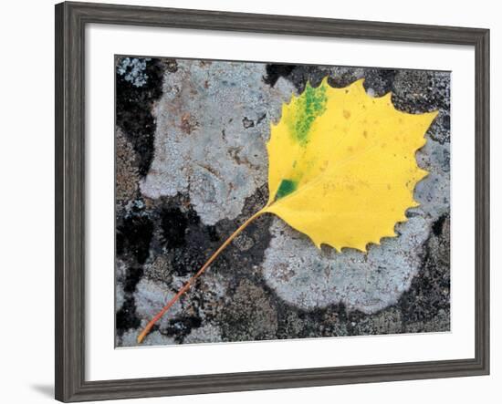 Leaf of a Bigtooth Aspen on Lichen and Granite, Howe Brook, Baxter State Park, Maine, USA-Jerry & Marcy Monkman-Framed Photographic Print