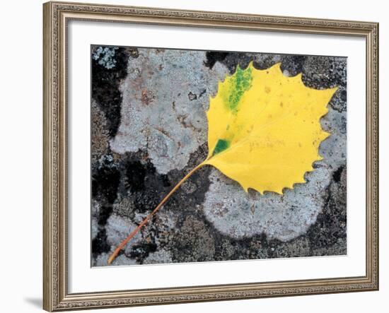 Leaf of a Bigtooth Aspen on Lichen and Granite, Howe Brook, Baxter State Park, Maine, USA-Jerry & Marcy Monkman-Framed Photographic Print