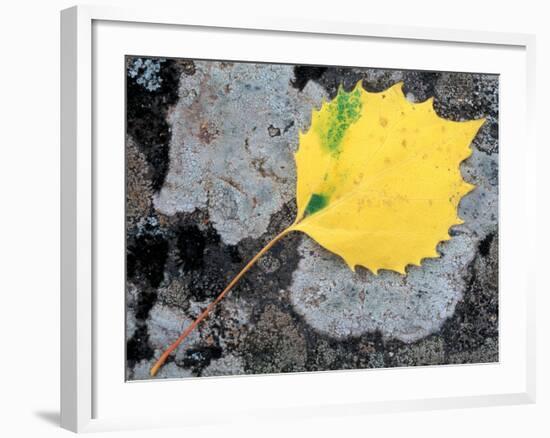 Leaf of a Bigtooth Aspen on Lichen and Granite, Howe Brook, Baxter State Park, Maine, USA-Jerry & Marcy Monkman-Framed Photographic Print