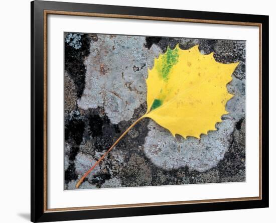 Leaf of a Bigtooth Aspen on Lichen and Granite, Howe Brook, Baxter State Park, Maine, USA-Jerry & Marcy Monkman-Framed Photographic Print