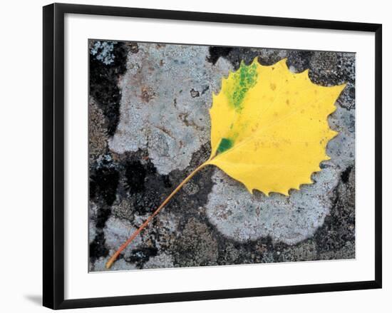 Leaf of a Bigtooth Aspen on Lichen and Granite, Howe Brook, Baxter State Park, Maine, USA-Jerry & Marcy Monkman-Framed Photographic Print