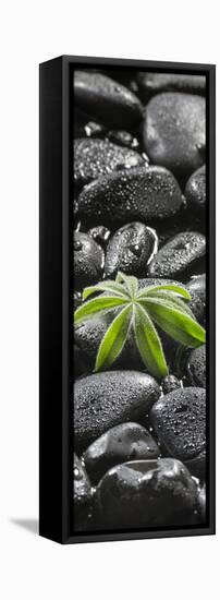 Leaf of a Lupin on Black Stones-Uwe Merkel-Framed Premier Image Canvas