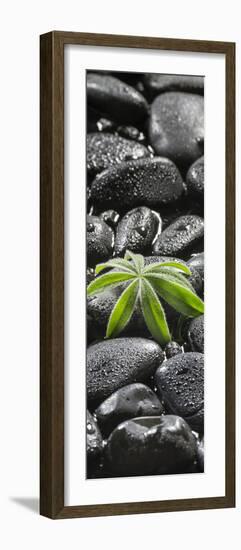 Leaf of a Lupin on Black Stones-Uwe Merkel-Framed Photographic Print