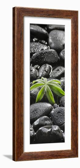 Leaf of a Lupin on Black Stones-Uwe Merkel-Framed Photographic Print