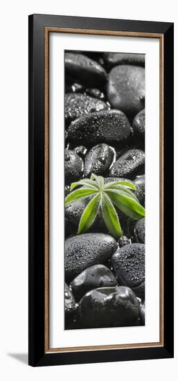 Leaf of a Lupin on Black Stones-Uwe Merkel-Framed Photographic Print