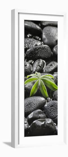 Leaf of a Lupin on Black Stones-Uwe Merkel-Framed Photographic Print