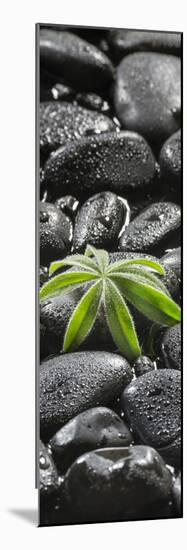 Leaf of a Lupin on Black Stones-Uwe Merkel-Mounted Photographic Print