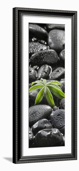 Leaf of a Lupin on Black Stones-Uwe Merkel-Framed Photographic Print