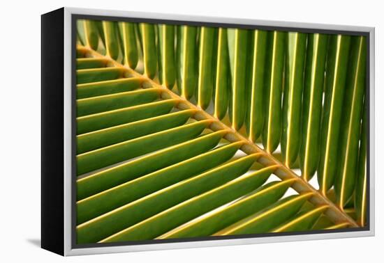 Leaf of a Palm Tree at a Beach on the Caribbean Island of Grenada-Frank May-Framed Stretched Canvas