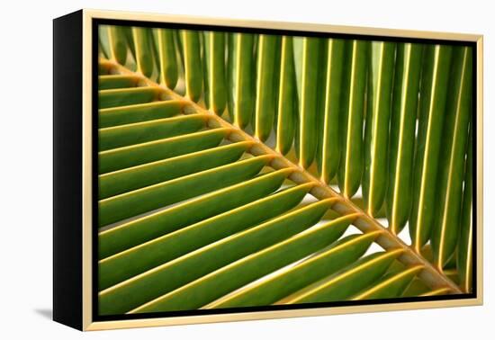 Leaf of a Palm Tree at a Beach on the Caribbean Island of Grenada-Frank May-Framed Stretched Canvas