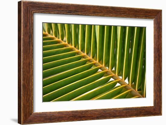 Leaf of a Palm Tree at a Beach on the Caribbean Island of Grenada-Frank May-Framed Photo