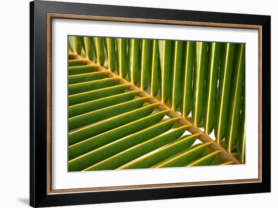 Leaf of a Palm Tree at a Beach on the Caribbean Island of Grenada-Frank May-Framed Photo