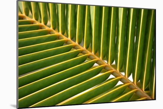 Leaf of a Palm Tree at a Beach on the Caribbean Island of Grenada-Frank May-Mounted Photo