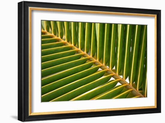 Leaf of a Palm Tree at a Beach on the Caribbean Island of Grenada-Frank May-Framed Photo