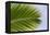 Leaf of a Palm Tree at a Beach on the Caribbean Island of Grenada-Frank May-Framed Stretched Canvas