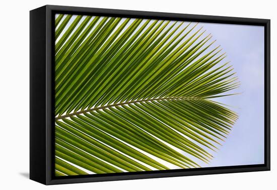 Leaf of a Palm Tree at a Beach on the Caribbean Island of Grenada-Frank May-Framed Stretched Canvas