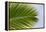 Leaf of a Palm Tree at a Beach on the Caribbean Island of Grenada-Frank May-Framed Stretched Canvas