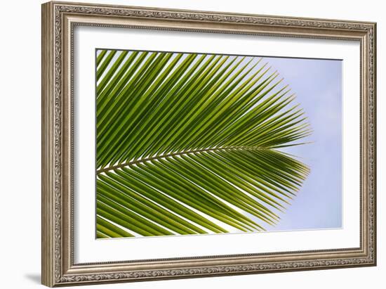 Leaf of a Palm Tree at a Beach on the Caribbean Island of Grenada-Frank May-Framed Photo