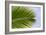 Leaf of a Palm Tree at a Beach on the Caribbean Island of Grenada-Frank May-Framed Photo