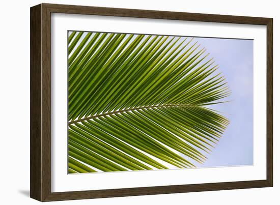 Leaf of a Palm Tree at a Beach on the Caribbean Island of Grenada-Frank May-Framed Photo