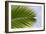 Leaf of a Palm Tree at a Beach on the Caribbean Island of Grenada-Frank May-Framed Photo