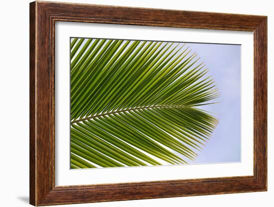 Leaf of a Palm Tree at a Beach on the Caribbean Island of Grenada-Frank May-Framed Photo