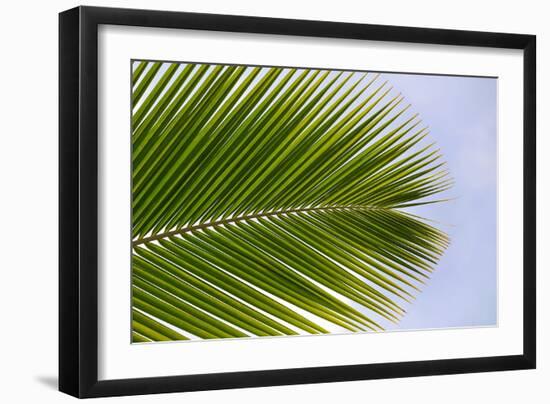 Leaf of a Palm Tree at a Beach on the Caribbean Island of Grenada-Frank May-Framed Photo