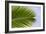 Leaf of a Palm Tree at a Beach on the Caribbean Island of Grenada-Frank May-Framed Photo