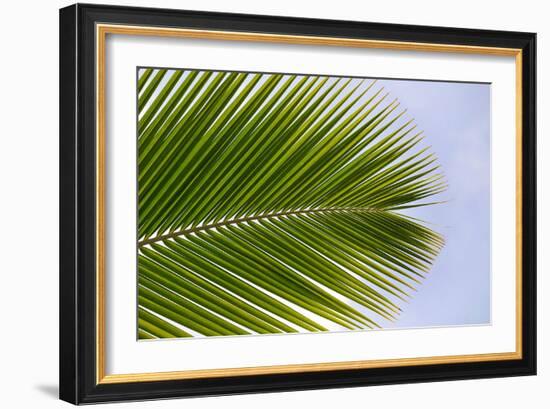 Leaf of a Palm Tree at a Beach on the Caribbean Island of Grenada-Frank May-Framed Photo