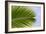 Leaf of a Palm Tree at a Beach on the Caribbean Island of Grenada-Frank May-Framed Photo