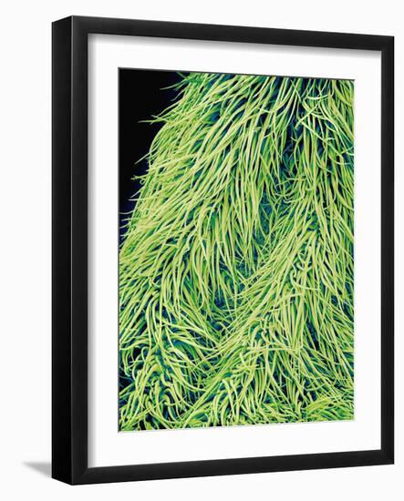 Leaf of a Stinging Nettle-Micro Discovery-Framed Photographic Print