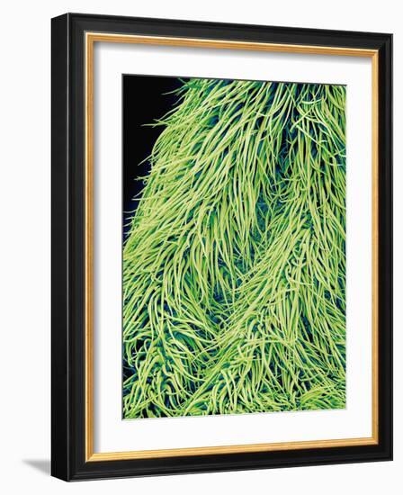 Leaf of a Stinging Nettle-Micro Discovery-Framed Photographic Print