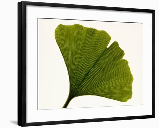 Leaf of Ginkgo Biloba-PASIEKA-Framed Photographic Print