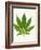 Leaf of Marijuana Plant, Cannabis Sativa-Victor De Schwanberg-Framed Photographic Print