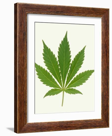 Leaf of Marijuana Plant, Cannabis Sativa-Victor De Schwanberg-Framed Photographic Print