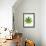 Leaf of Marijuana Plant, Cannabis Sativa-Victor De Schwanberg-Framed Photographic Print displayed on a wall