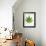 Leaf of Marijuana Plant, Cannabis Sativa-Victor De Schwanberg-Framed Photographic Print displayed on a wall