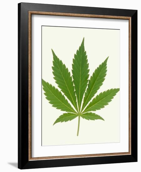 Leaf of Marijuana Plant, Cannabis Sativa-Victor De Schwanberg-Framed Photographic Print