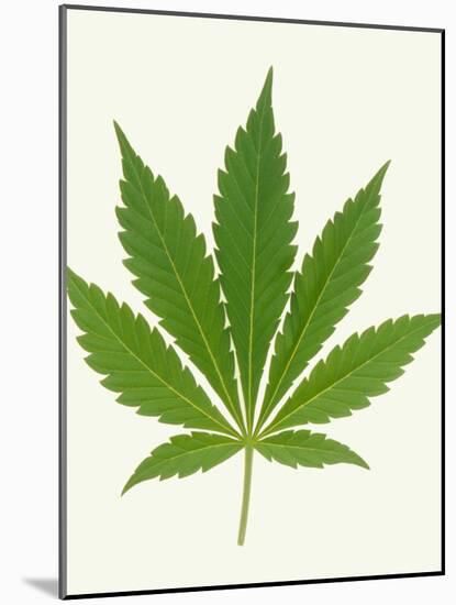 Leaf of Marijuana Plant, Cannabis Sativa-Victor De Schwanberg-Mounted Photographic Print