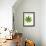 Leaf of Marijuana Plant, Cannabis Sativa-Victor De Schwanberg-Framed Photographic Print displayed on a wall