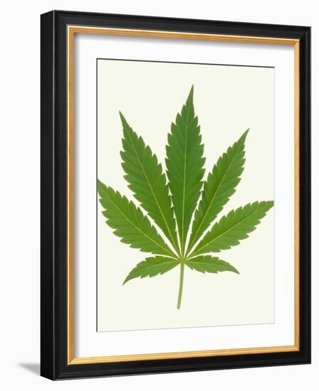 Leaf of Marijuana Plant, Cannabis Sativa-Victor De Schwanberg-Framed Photographic Print