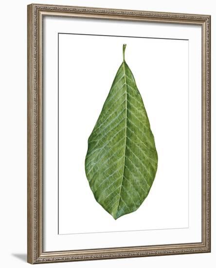 Leaf of Saucer Magnolia Magnolia X Soulangeana-null-Framed Giclee Print