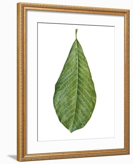 Leaf of Saucer Magnolia Magnolia X Soulangeana-null-Framed Giclee Print