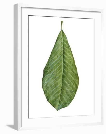 Leaf of Saucer Magnolia Magnolia X Soulangeana-null-Framed Giclee Print