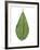 Leaf of Saucer Magnolia Magnolia X Soulangeana-null-Framed Giclee Print