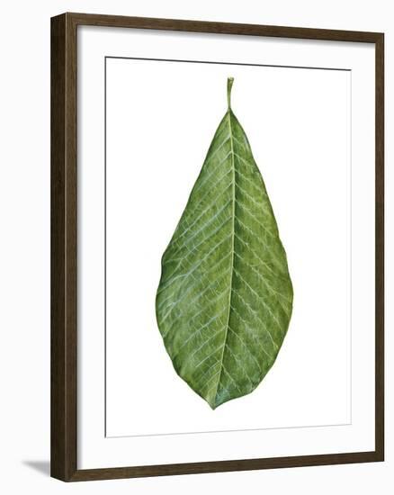 Leaf of Saucer Magnolia Magnolia X Soulangeana-null-Framed Giclee Print